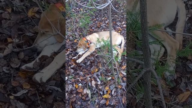 21 10 2023 г. Удачная охота! смотреть онлайн