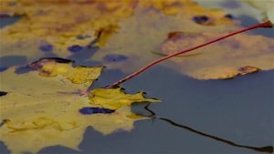 #Татьяна Снежина   "Листопад"