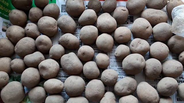 Новые сорта картофеля.