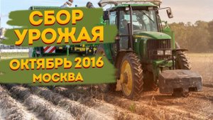 Уборка урожая картофеля на полях в Москве