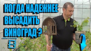 КОГДА 100% ПОСАДКА ВИНОГРАДА? ПОСАДКА ВИНОГРАДА ВЕСНОЙ САЖЕНЦАМИ? ВИНОГРАД В ТЕПЛИЦЕ