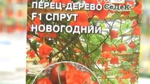 Необычный сорт томата. Долгохранящиеся томаты. Перец-дерево. Нетканый материал