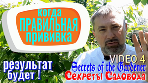 Когда Правильная Прививка - Результат БУДЕТ ! Video 4. Отчет о прививках. Секреты Садовода.
