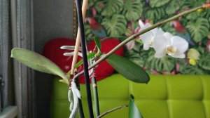 Отделяю детку от цветоноса