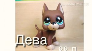 Какой ты дог по знаку зодиака ( видео для меджик петс )