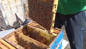 Пропала матка весной что делать Как объединить две пчелиные семи весной на пасек