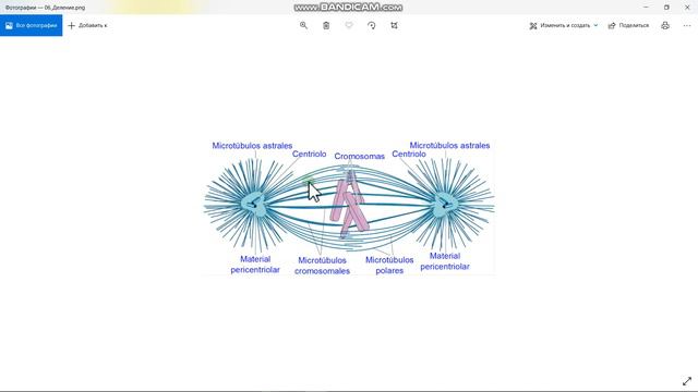 Веретено деления, кинетохор 009 (Part 3) смотреть онлайн