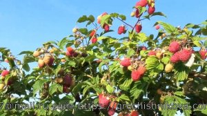 МОЛИНГ ЖУНО очень ранний сорт летней малины