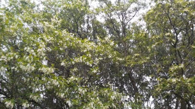 Цветёт акация. смотреть онлайн