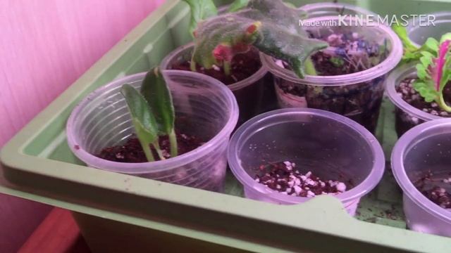 Обзор комнатных растений на стеллажах за январь 2020 смотреть онлайн