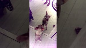 Кошка дерется с зеркалом