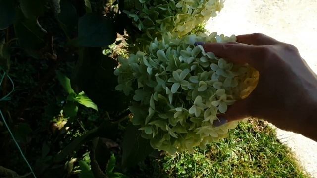 Метельчатая гортензия "Фантом". смотреть онлайн