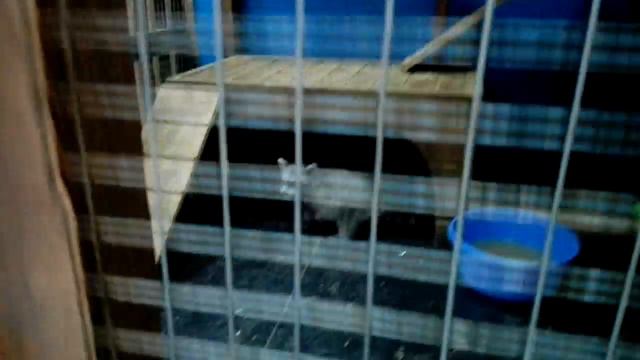 УДИВИТЕЛЬНЫЙ ЗООПАРК. Парк тропических бабочек. Говорящий попугай. смотреть онлайн