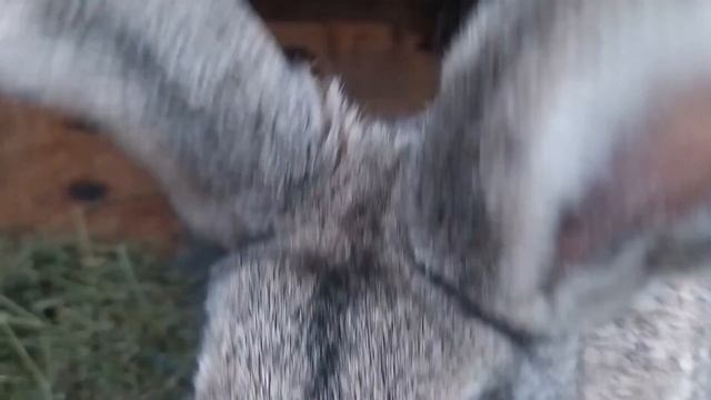 Кролики Фландр | Очередное рождение крольчат | Крольчиха кормит крольчат в прямом эфире | Обзор смотреть онлайн