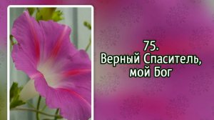 Гимны надежды 75 Верный Спаситель, мой Бог (-)