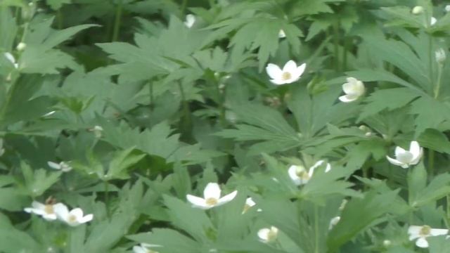 Видео камера Full HD Panasonic HC V760 Что будет если воткнуть Гарнитуру в не тот разъём смотреть онлайн