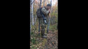 ОХОТА НА ИЗЮБРЯ ВО ВРЕМЯ ГОНА/ МЕДВЕДЬ ЗАЛЕЗ В ИЗБУШКУ