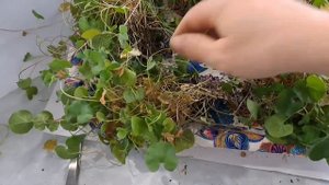 ДЕЛЮ МАТОЧНОЕ РАСТЕНИЕ ДИХОНДРЫ НА ДЕЛЁНКИ. ТАКИМ ОБРАЗОМ РАЗМНОЖАЮ РАСТЕНИЕ НА НЕСКОЛЬКО ЧАСТЕЙ.