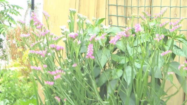 Что посеять на рассаду в этом сезоне??? Статицу! Вспоминаем лето! смотреть онлайн