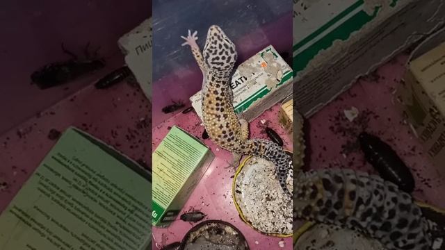Горошек особо не впечатлилась сафари. / кормление эублефара.
