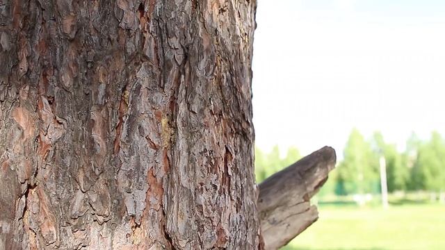 Тест Canon 700D + 24 mm STM на природе (ВИДЕО режим) смотреть онлайн