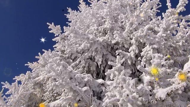 ФУТАЖ - НОВОГОДНИЙ ЛЕС -  ДЛЯ ВИДЕОМОНТАЖА