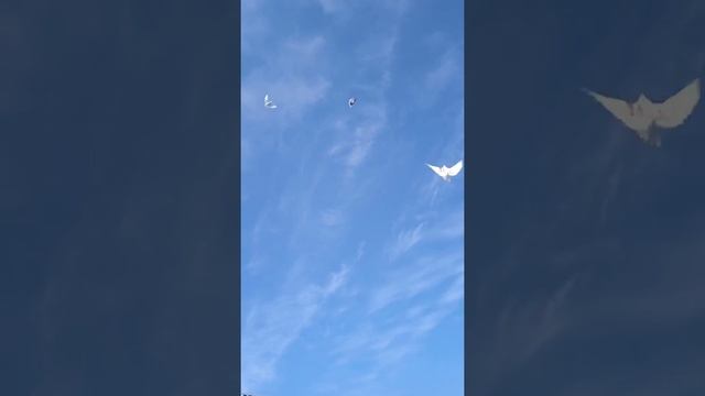 выпуск голубей в тихую погоду на заводе расстояние 1 к м смотреть онлайн