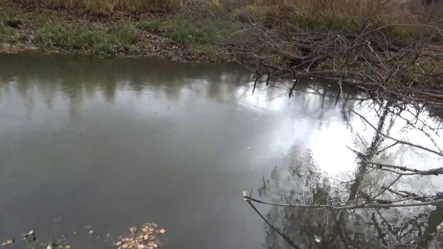 Поиск мест для установки капканов на бобров. смотреть онлайн