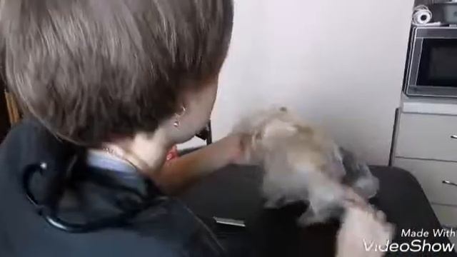 Стрижка йоркширского терьера смотреть онлайн