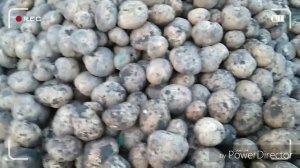 Картофель .Ранние урожайные сорта картофеля .Часть 2