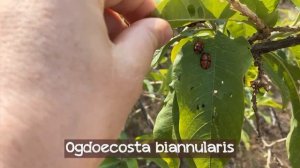 Жук-листоеды: плодовитые обжоры