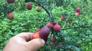 Алыча с невероятным вкусом!