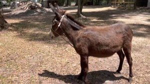 ? ОСЛИК КРИЧИТ ? ревет ОСЕЛ Donkey cry roars Florida campground