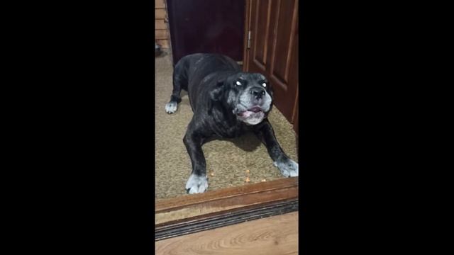 Кане корсо Пончик смачно жует и чавкает, так, что у самой слюни потекли смотреть онлайн