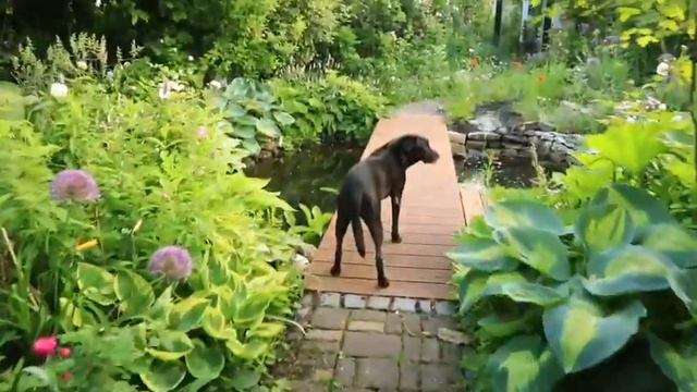 МОИ РОЗЫ НА БОЛОТЕ. ЛЕНИВЫЙ САД ЗА 200 $ смотреть онлайн