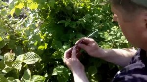 Шпалера для малины. Дешево и эффективно. Tapestry for raspberries