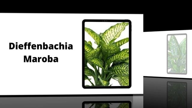 +20 Best Types of Dieffenbachia Plants /Dumb Cane Identification /Rare of Dieffenbachia Varieties смотреть онлайн