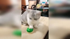 Кто ласковее и добрее - кот или кошка?