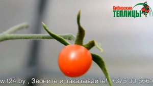 ТЕПЛИЦЫ из поликарбоната, выращивание в теплице отзывы в Беларуси