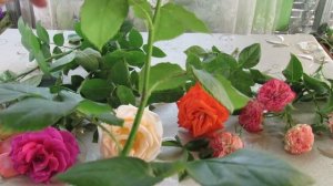 ПОЧЕМУ НЕ ПОЛУЧАЕТСЯ УКОРЕНИТЬ РОЗЫ ИЗ БУКЕТА . ОШИБКИ.
