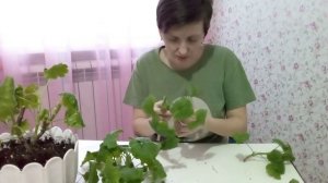 Первый раз обрезаю пеларгонию. Черенкование.