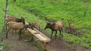 Заповедник "Лосиный остров" 29.08.2020