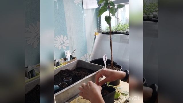 Штамб фуксии из двух черенков???#цветы Надежды???
