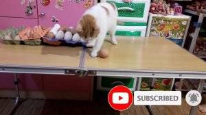 Коты любят яйца? Коты любят бить яйца