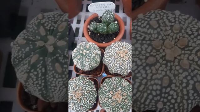 Astrophytum Asterias Super Kabuto