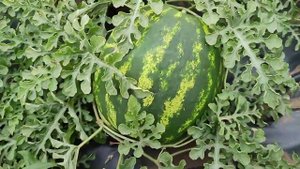 Продюсер, Клубничная, Черный превосходный