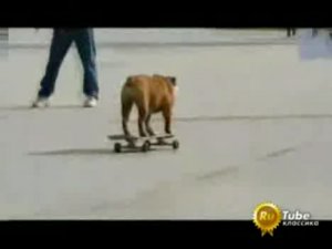 Собака скейтер
