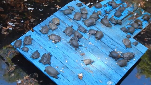 Ставрополь, центральный парк смотреть онлайн