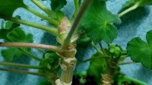 Лучшие сортовые пеларгонии.Один из мини сортов пеларгоний Brixworth Pearl! Best.Весеннее цветение.