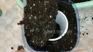 Показываю все тонкости пересадки огурцов, как это делать правильно. Мой огород на балконе.